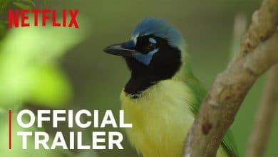 Birders Netflix Trailer, Netflix Documentaries, Netflix Nature Series