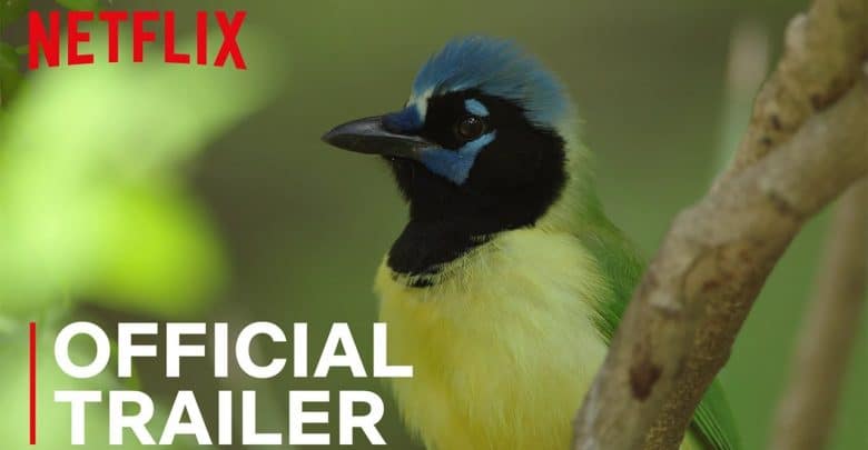 Birders Netflix Trailer, Netflix Documentaries, Netflix Nature Series