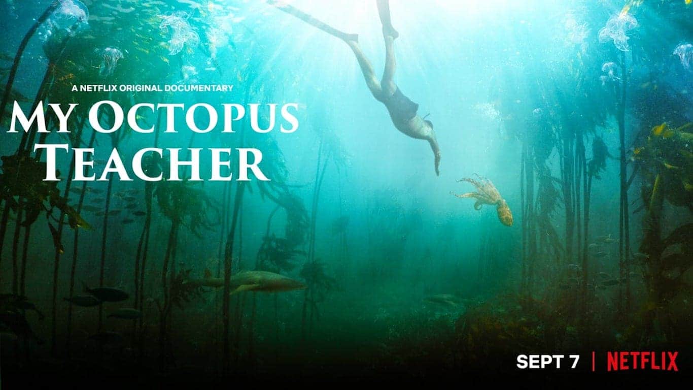 Netflix My Octopus Teacher Trailer, Netflix Nature Shows, Netflix Documentaries, Coming to Netflix in September 2020