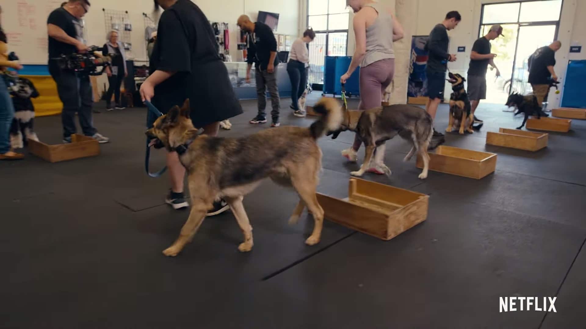 Netflix Canine Intervention Trailer, Netflix Animals, Netflix Documentary Series, Netflix K9 Dog Show, Jas Leverette, Coming to Netflix in February 2021
