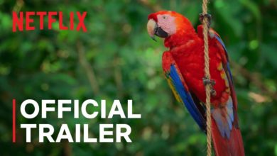 Netflix Life in Color with David Attenborough Trailer, Netflix Nature Documentary, Coming to Netflix in April 2021