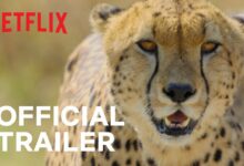 Netflix Animal Trailer, Coming to Netflix in November 2021