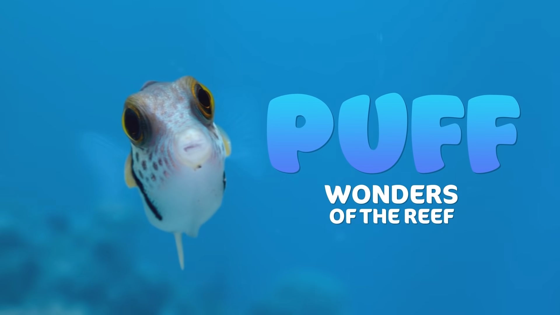 Netflix Puff Wonders of the Reef Trailer, Coming to Netflix in December 2021